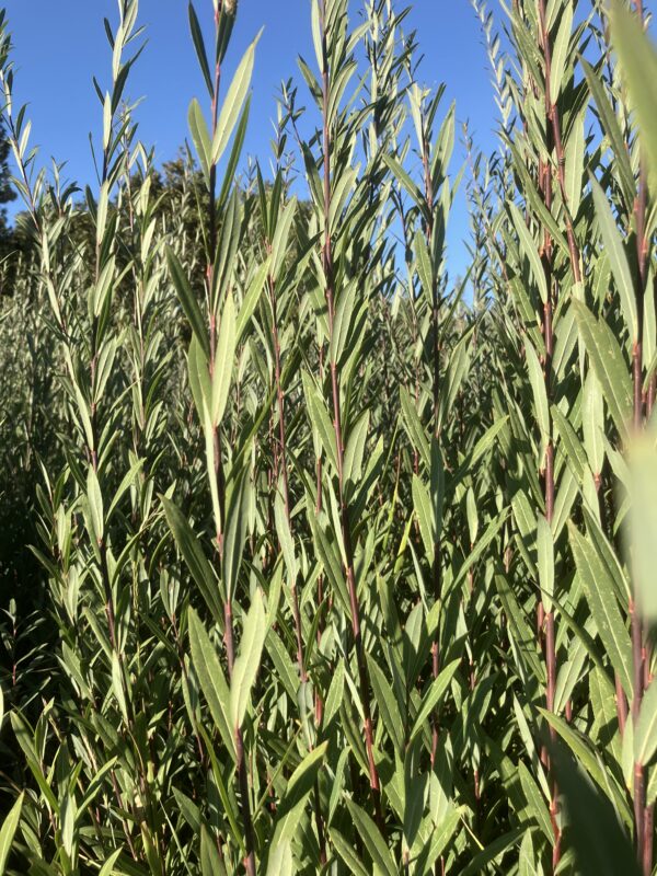 Purpurea x Daphnoides Willow Cuttings