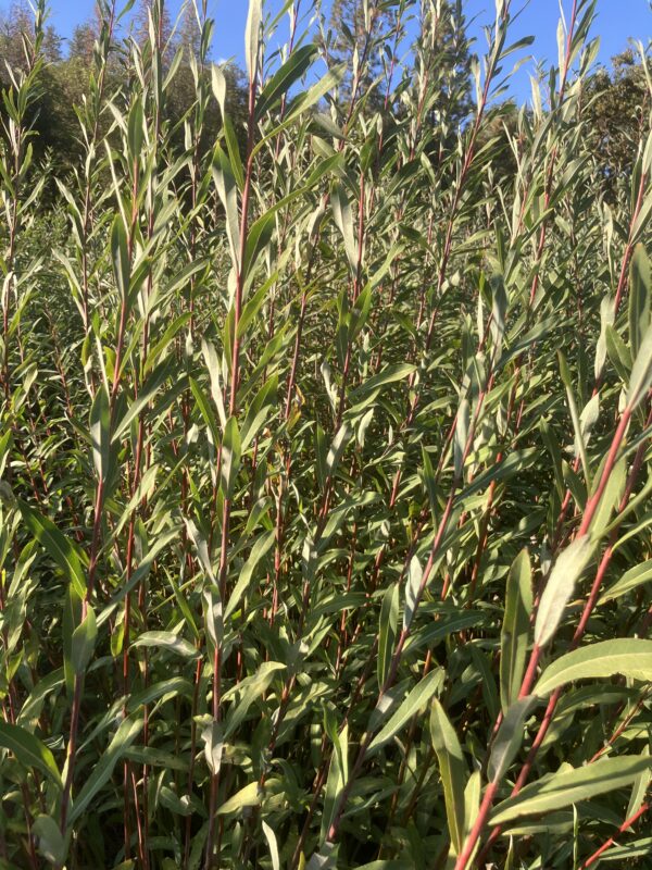 Jagiellonka Willow Cuttings