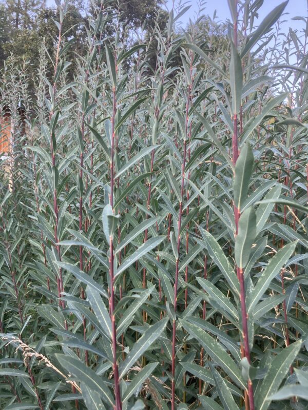 Polish Purple Willow Cuttings